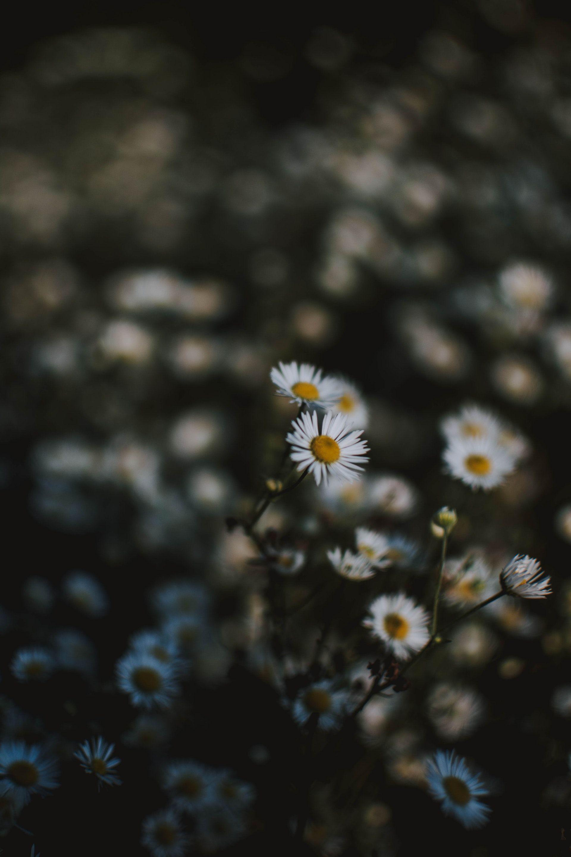 1920x2880 White Chamomile Flowers iPhone Wallpaper · The Big Photo