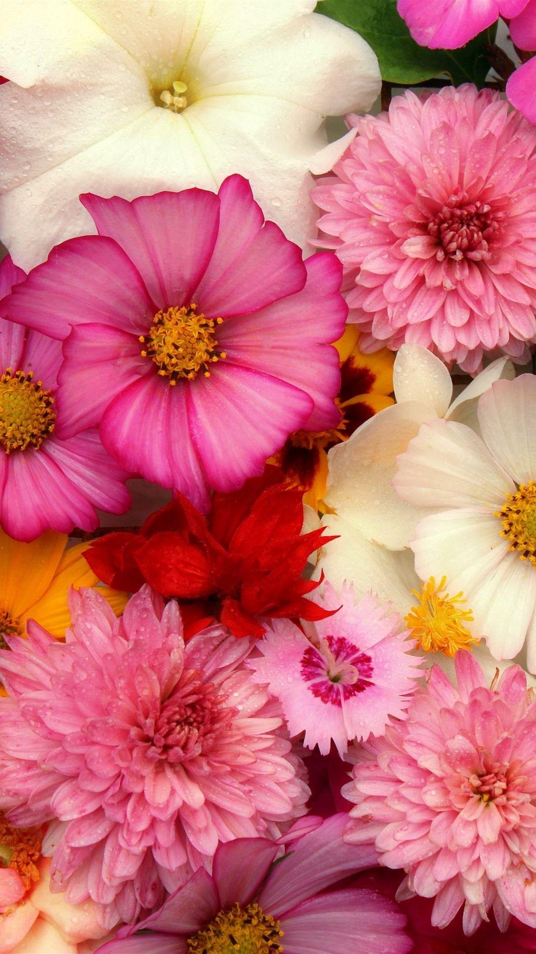 1080x1920 Flowers background, many kinds, pink 1242x2688 iPhone XS Max