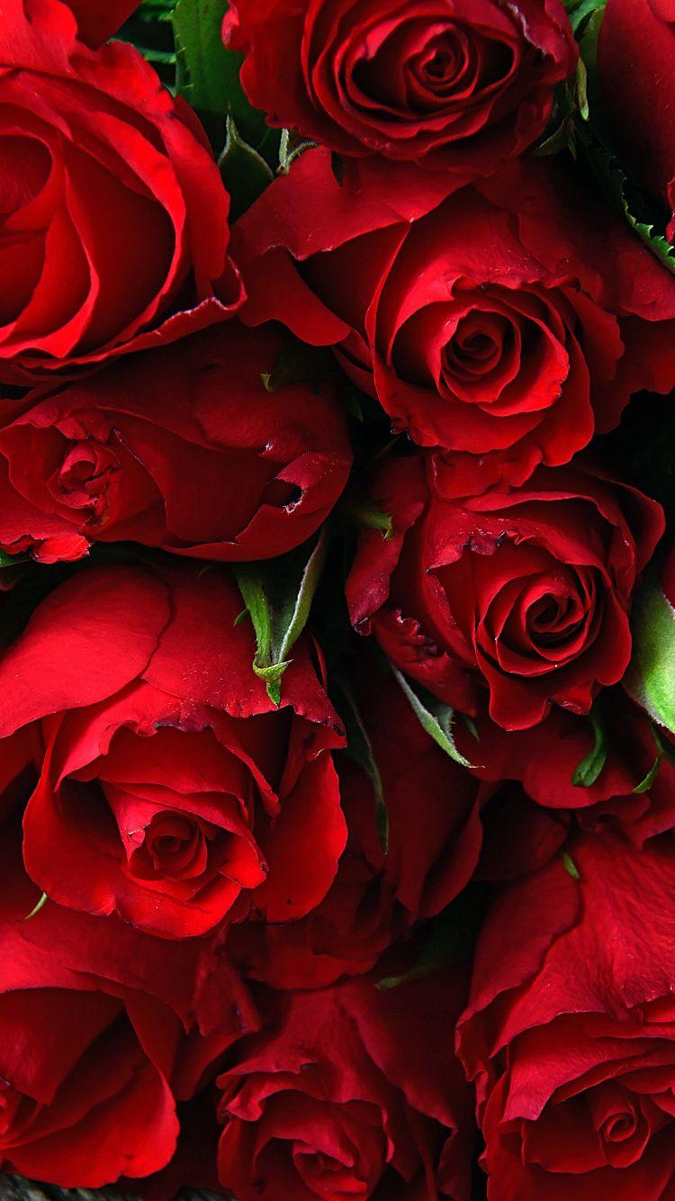750x1334 Download 750x1334 wallpaper rose, fresh, red flowers, iphone