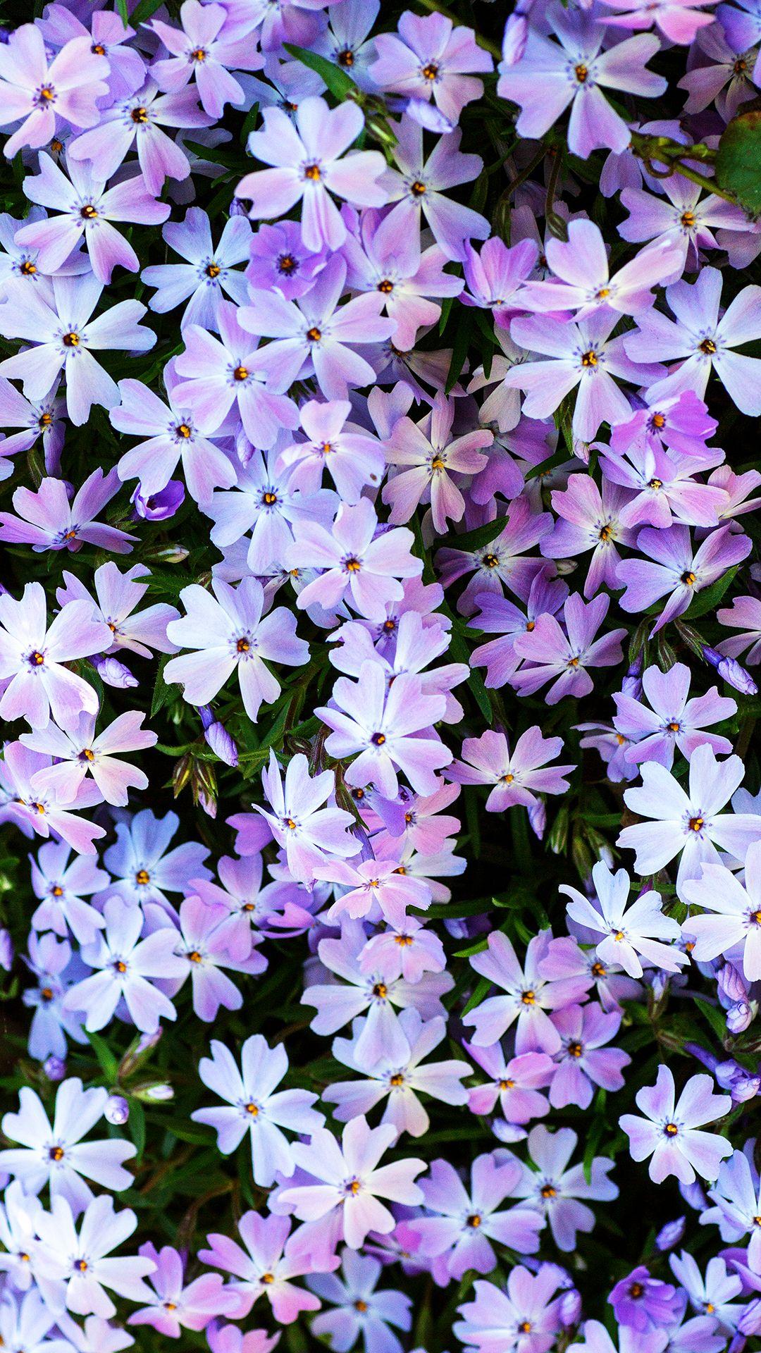 1080x1920 Flowers iPhone Background