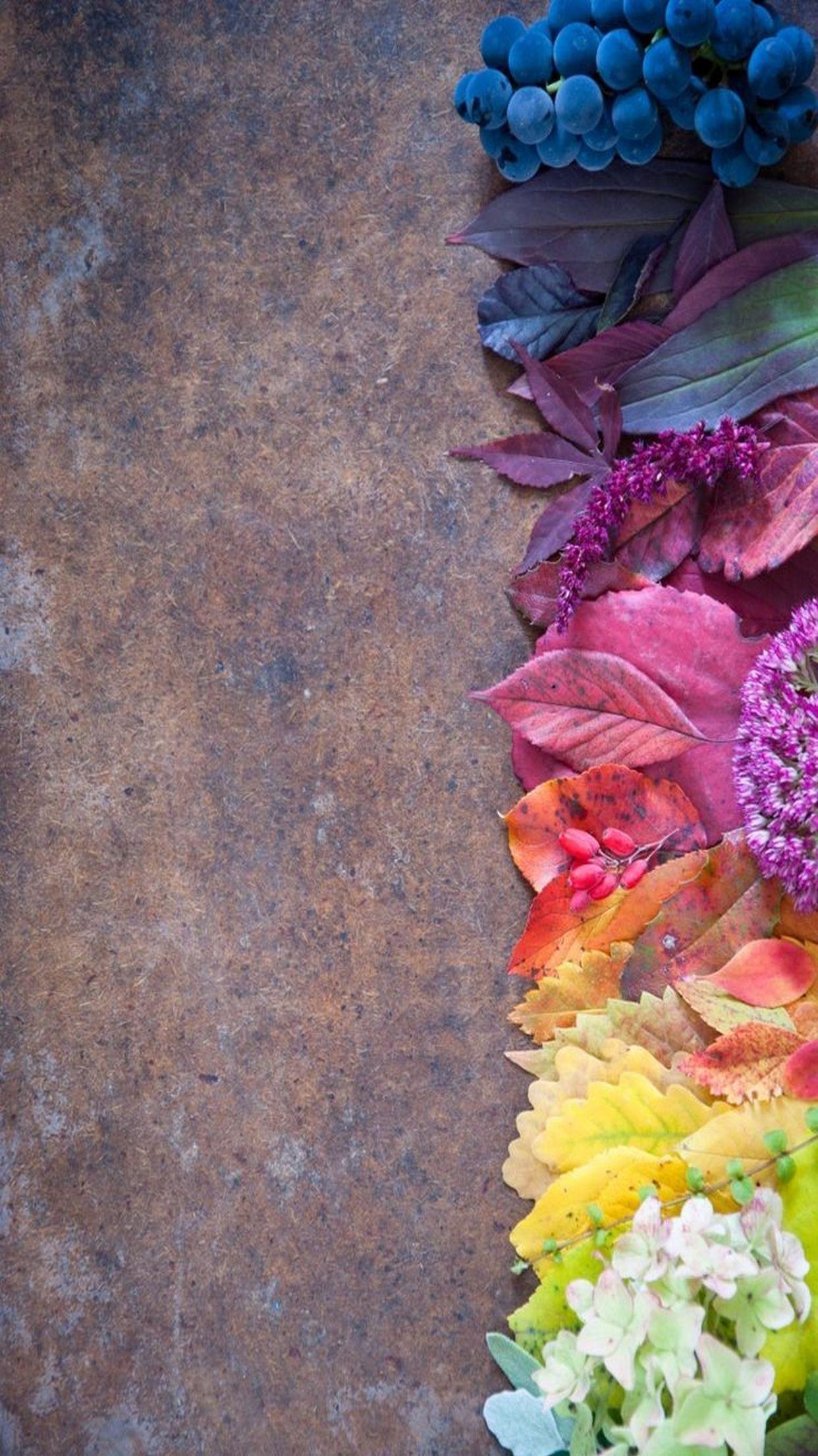 1242x2208 Autumn Flowers iPhone Wallpaper