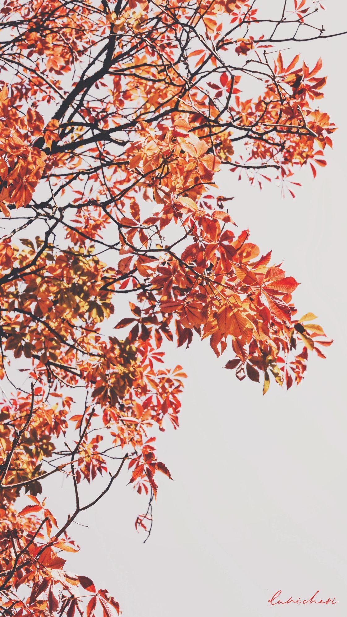 1122x1996 Autumn Wallpaper For Desktop