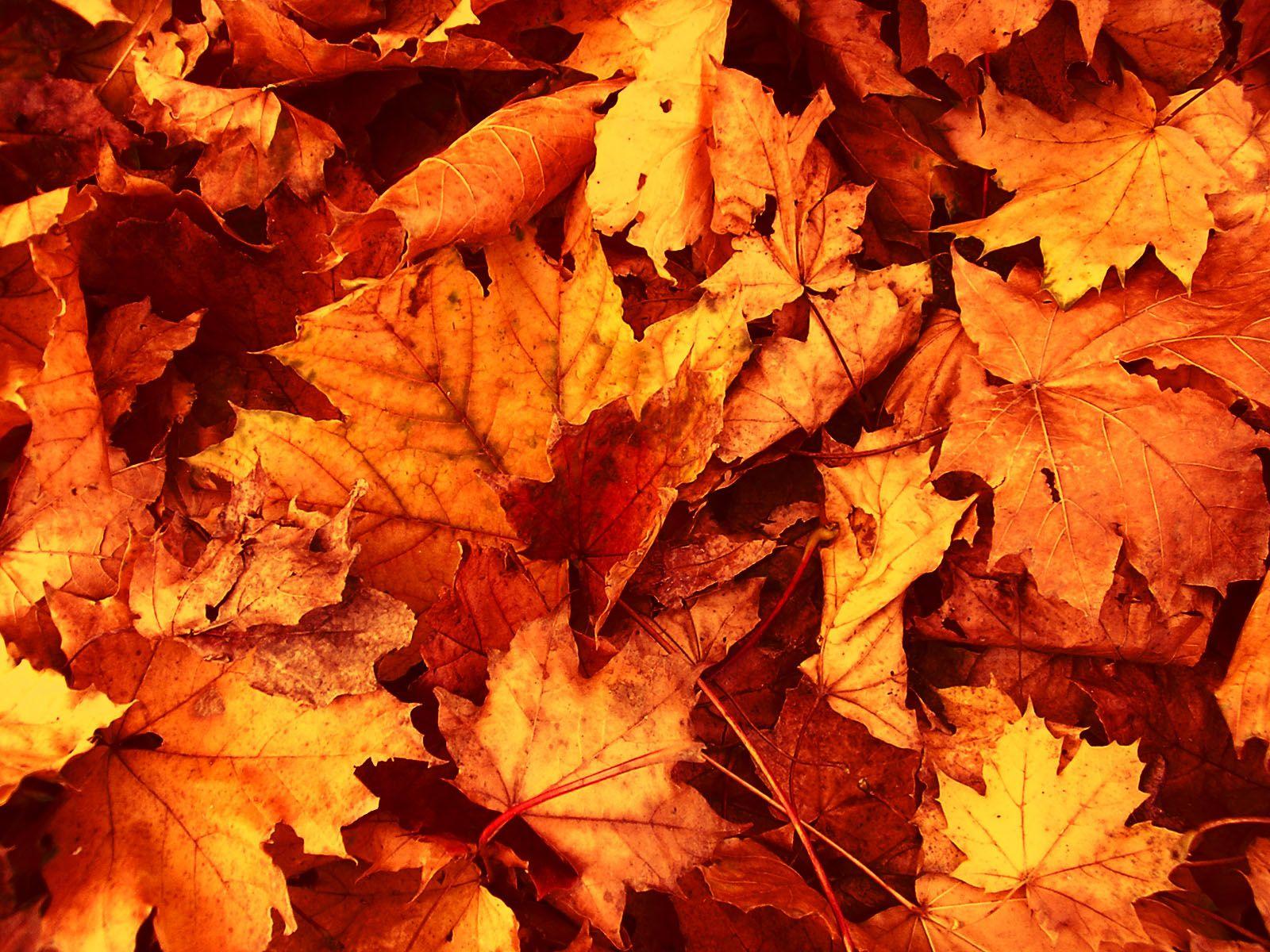 1600x1200 Best image about fall image Thanksgiving