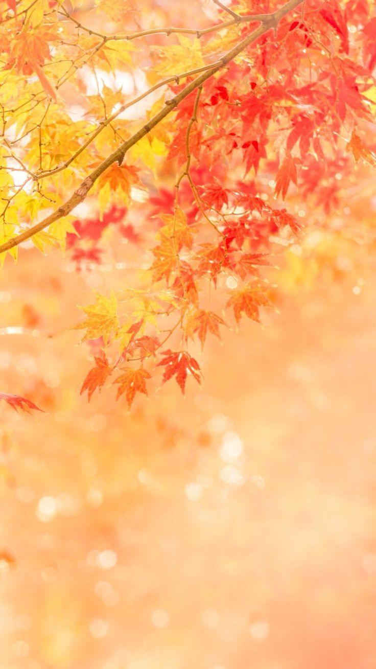 736x1309 iphone 6 fall wallpaper