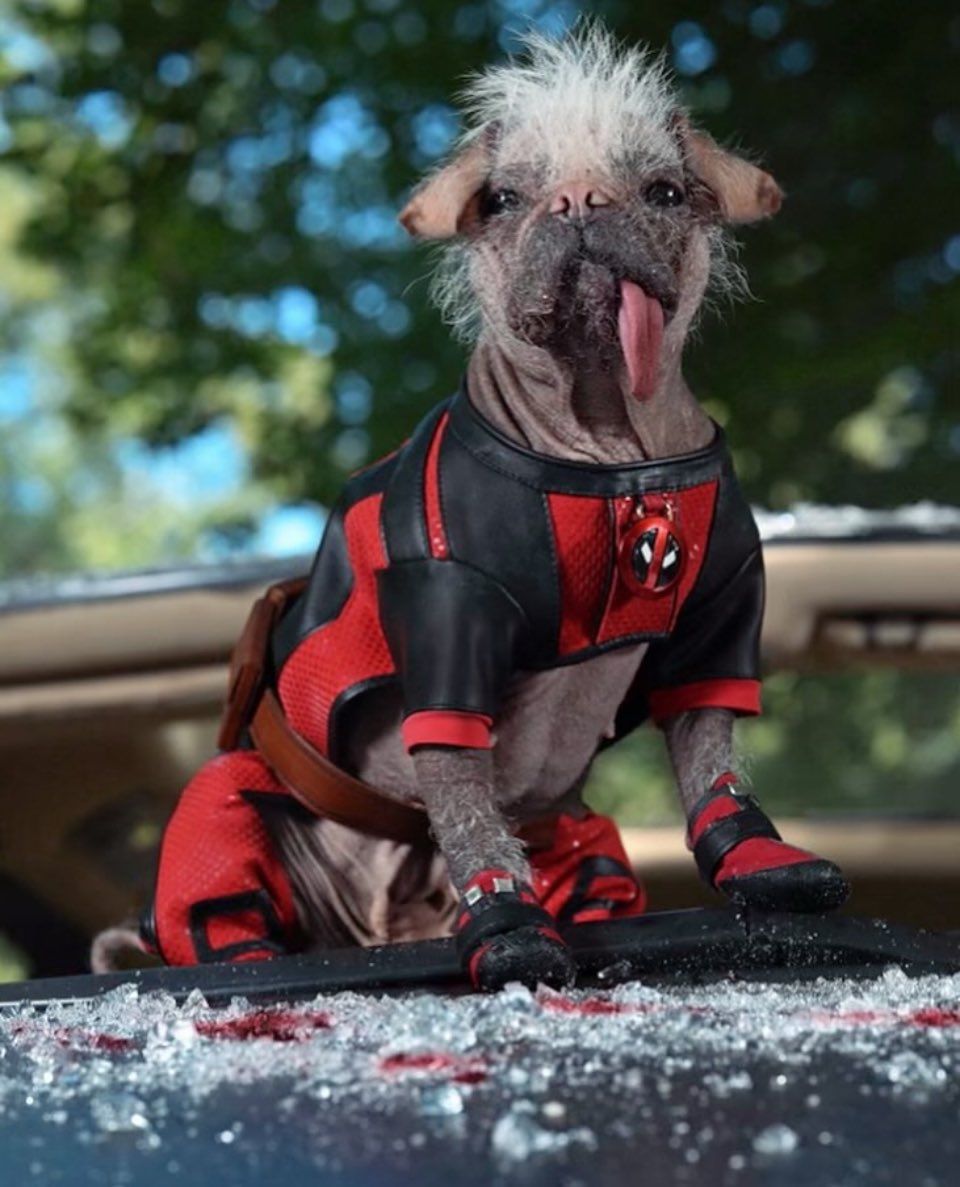 960x1187 Dogpool