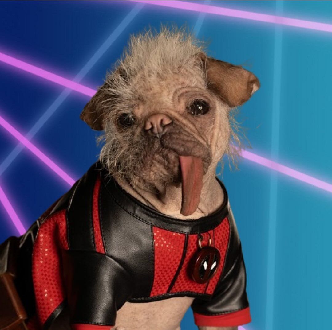 1080x1075 Dogpool