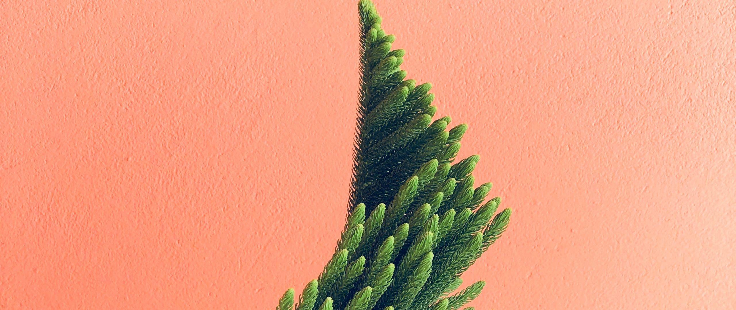 2560x1080 Download wallpaper 2560x1080 plant, needles, branches, minimalism