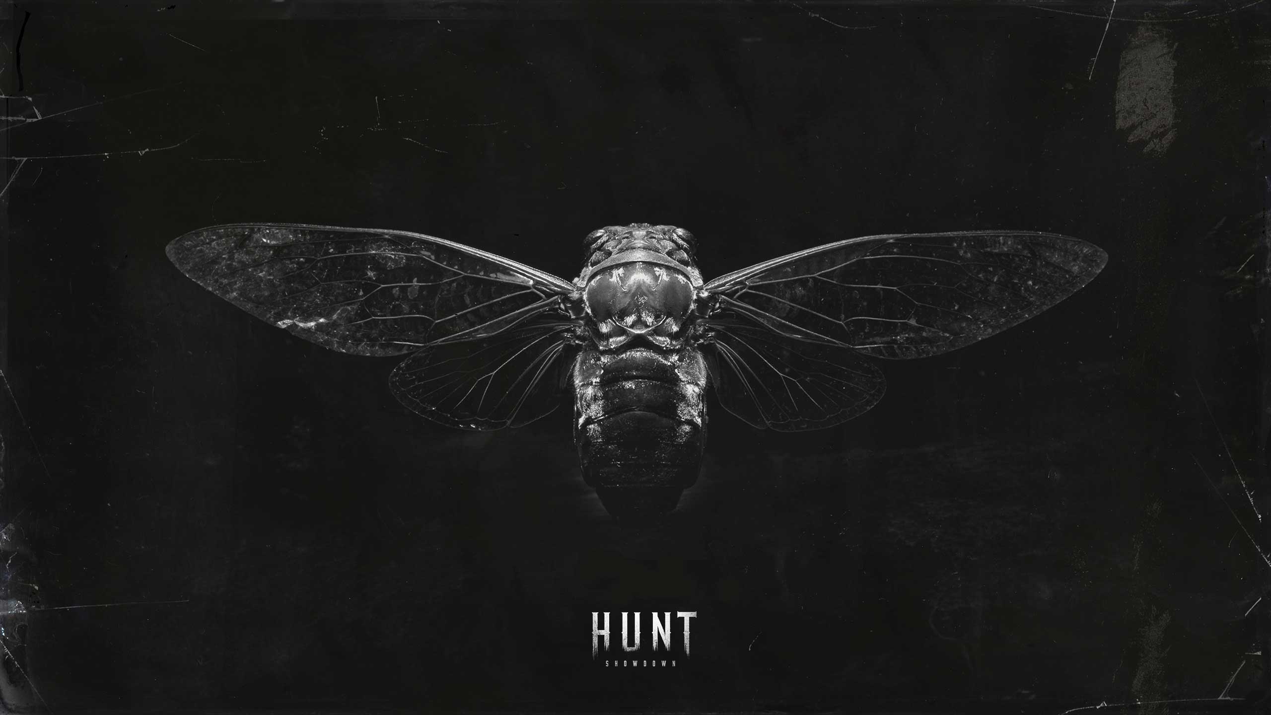 2560x1440 Cicada 3301 Wallpaper