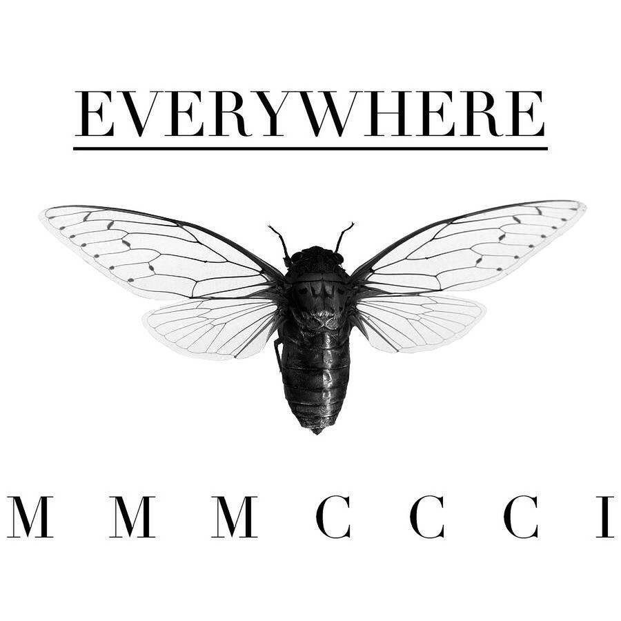 900x900 Cicada Everywhere Mmmccci Wallpaper