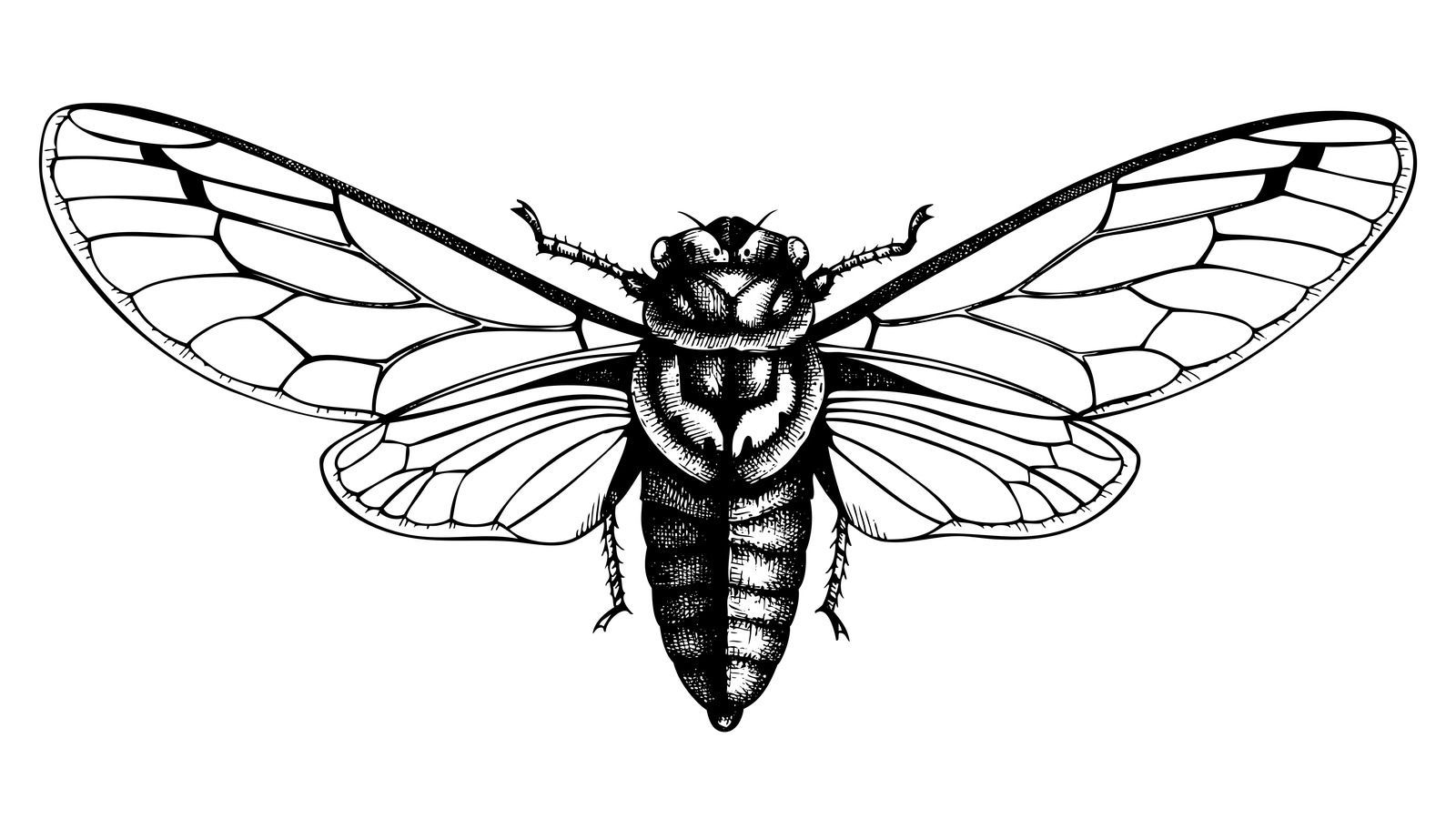 1600x900 Cicada 3301