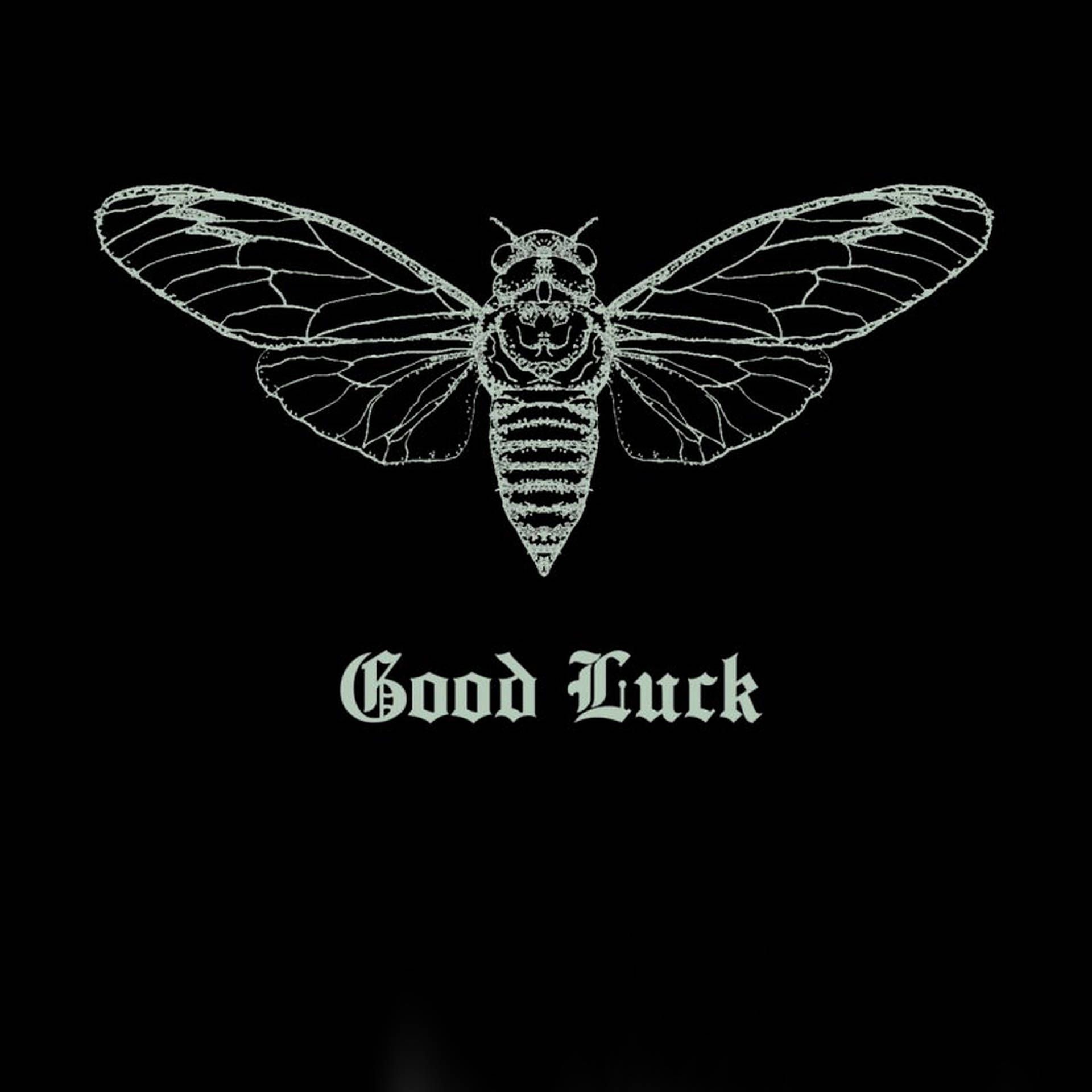 1920x1920 Download Cicada Good Luck Wallpaper