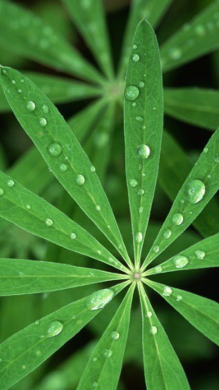 iPhone OS 1 Wallpapers - Top Free iPhone OS 1 Backgrounds - WallpaperAccess