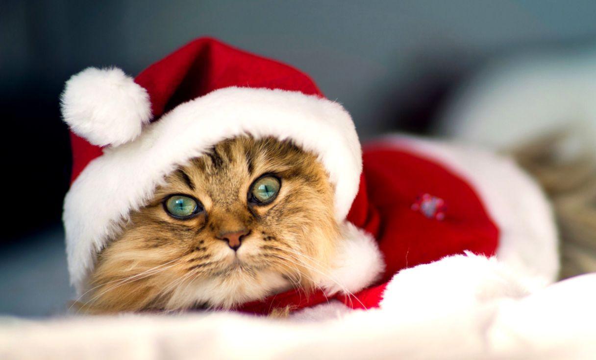 1216x736 Christmas Cats HD Wallpaper