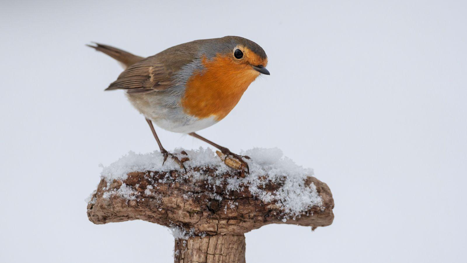 1600x900 In Photo: Christmas Wildlife. In Photo: Wildlife. Nature