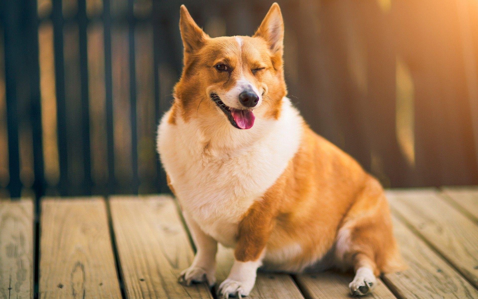 1920x1200 animals, Dog, Corgi Wallpaper HD / Desktop and Mobile Background