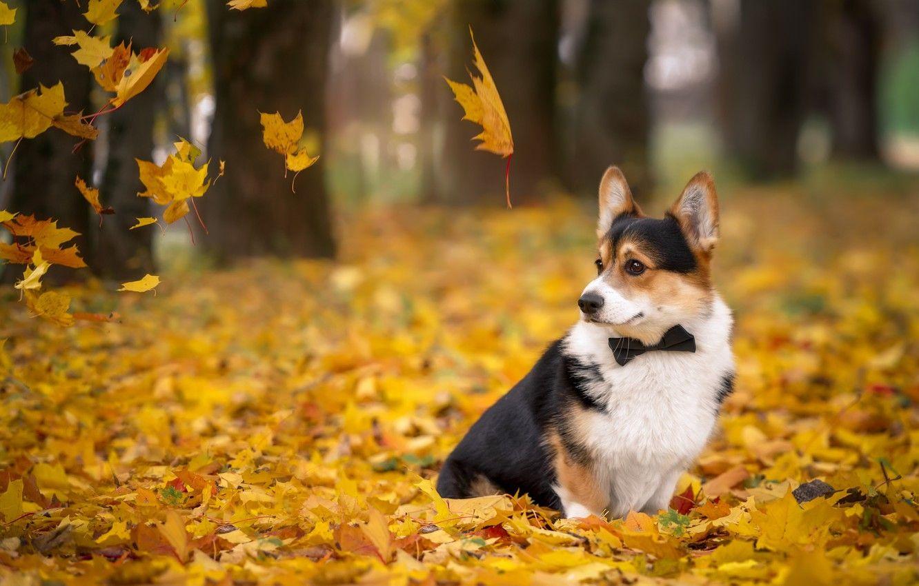 Corgi Desktop Wallpapers - Top Free Corgi Desktop Backgrounds