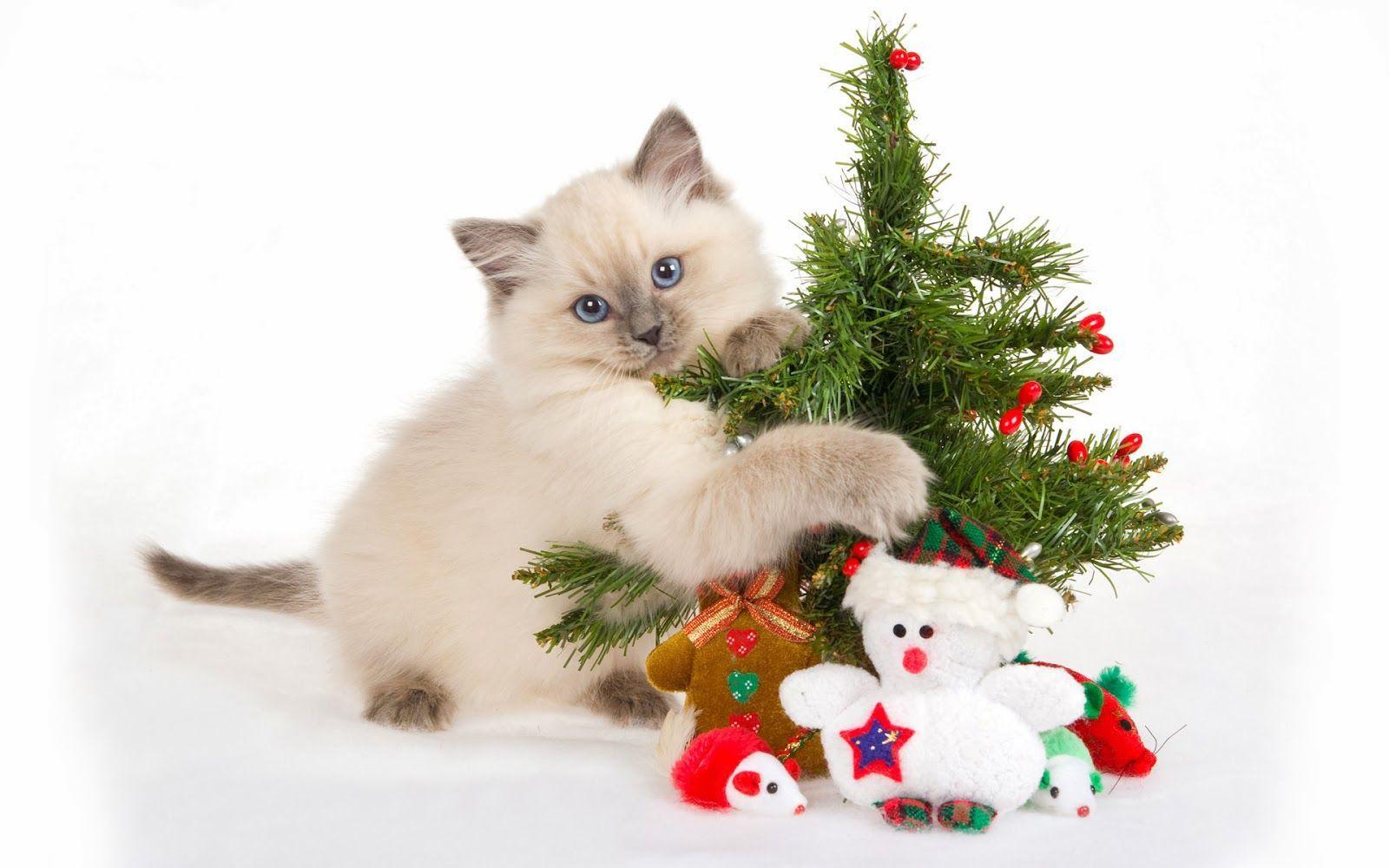 1600x1000 Christmas Gifts For Cat Lovers Wallpaper. Christmas Cats