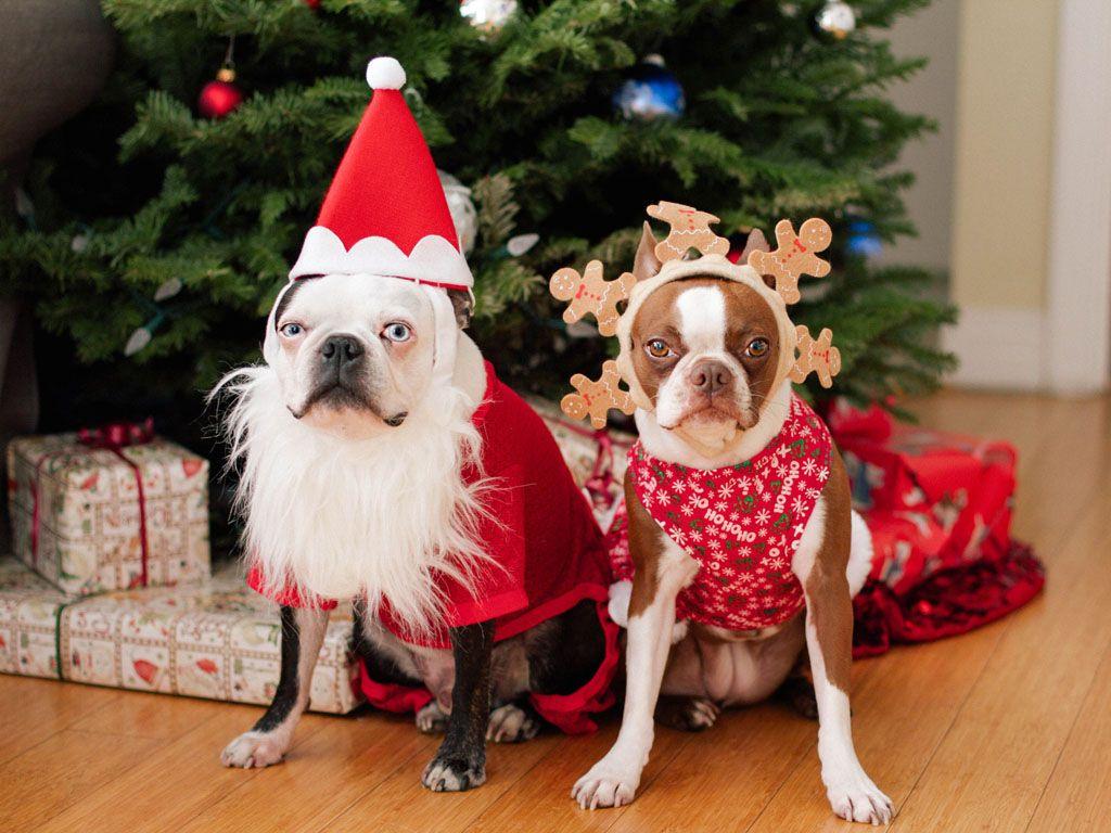 1024x768 Misbehaving Pets at Christmas That'll Make You Smile