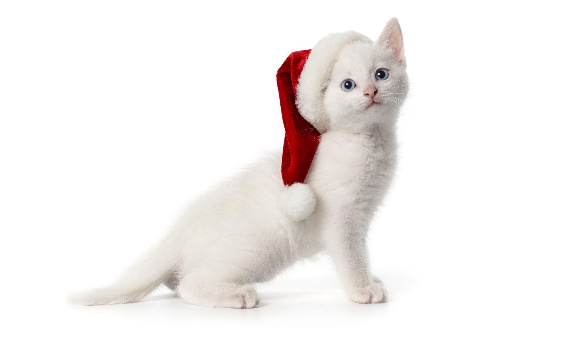 1920x1200 Wallpaper kitten, cat, new year, christmas, simple desktop