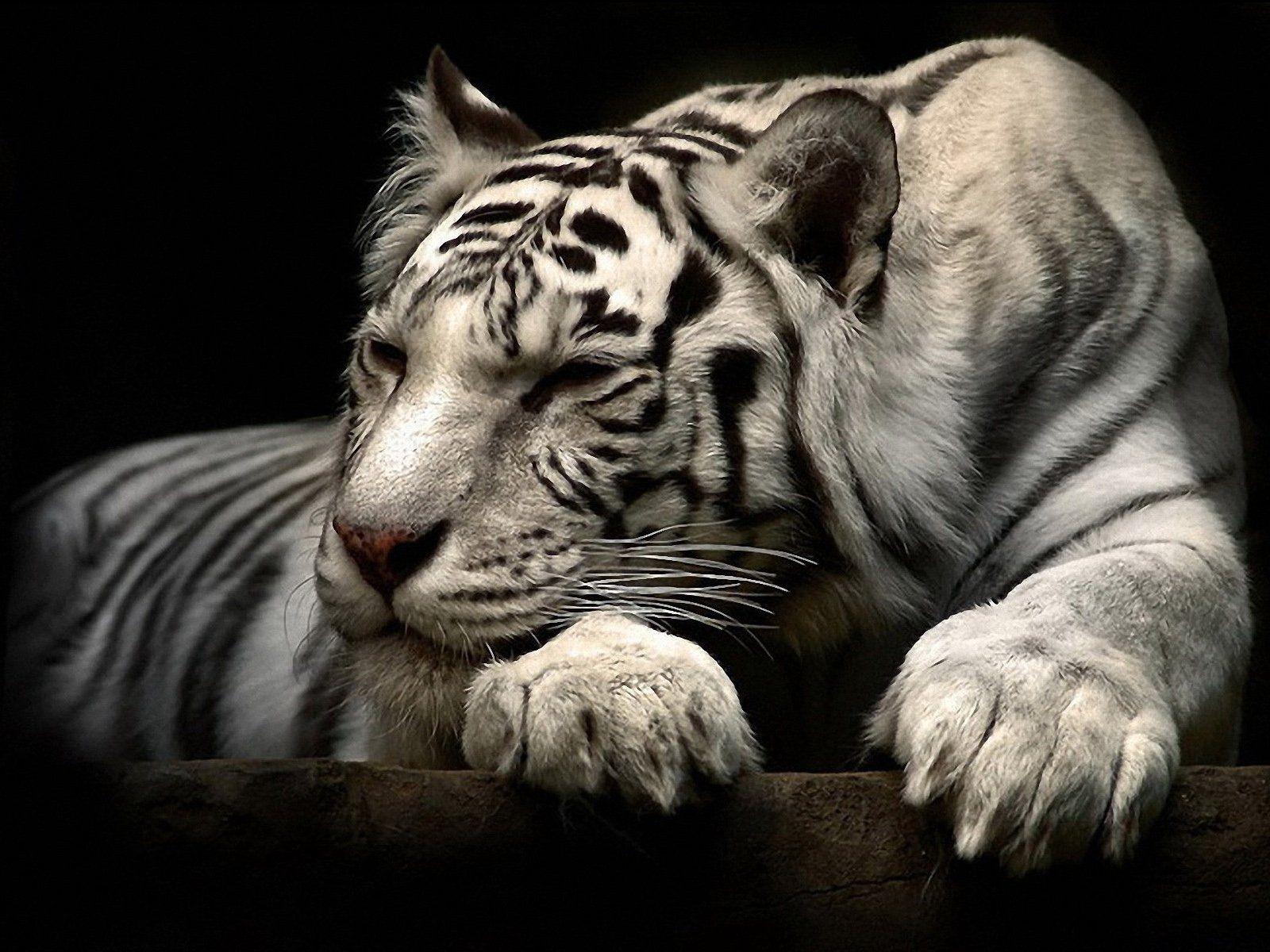 White Tiger 4K Wallpapers - Top Free White Tiger 4K Backgrounds