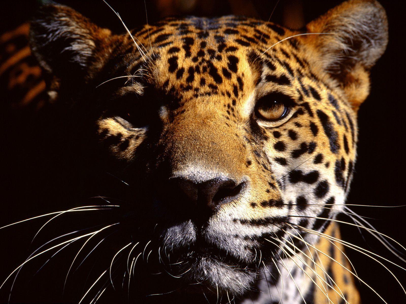 1600x1200 Wild Eyes Wallpaper Big Cats Animals Wallpaper in jpg
