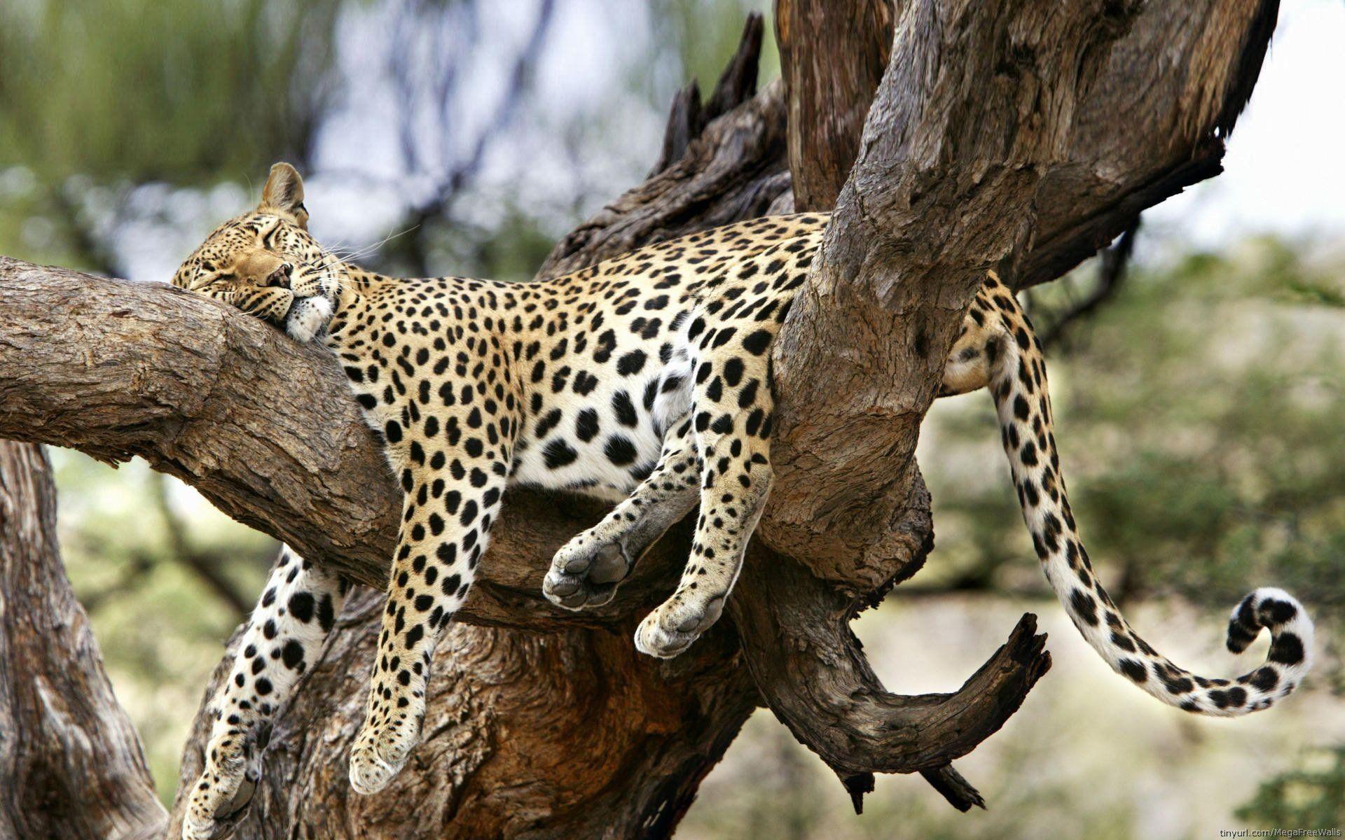 1920x1200 Big Cat HD Wallpaper