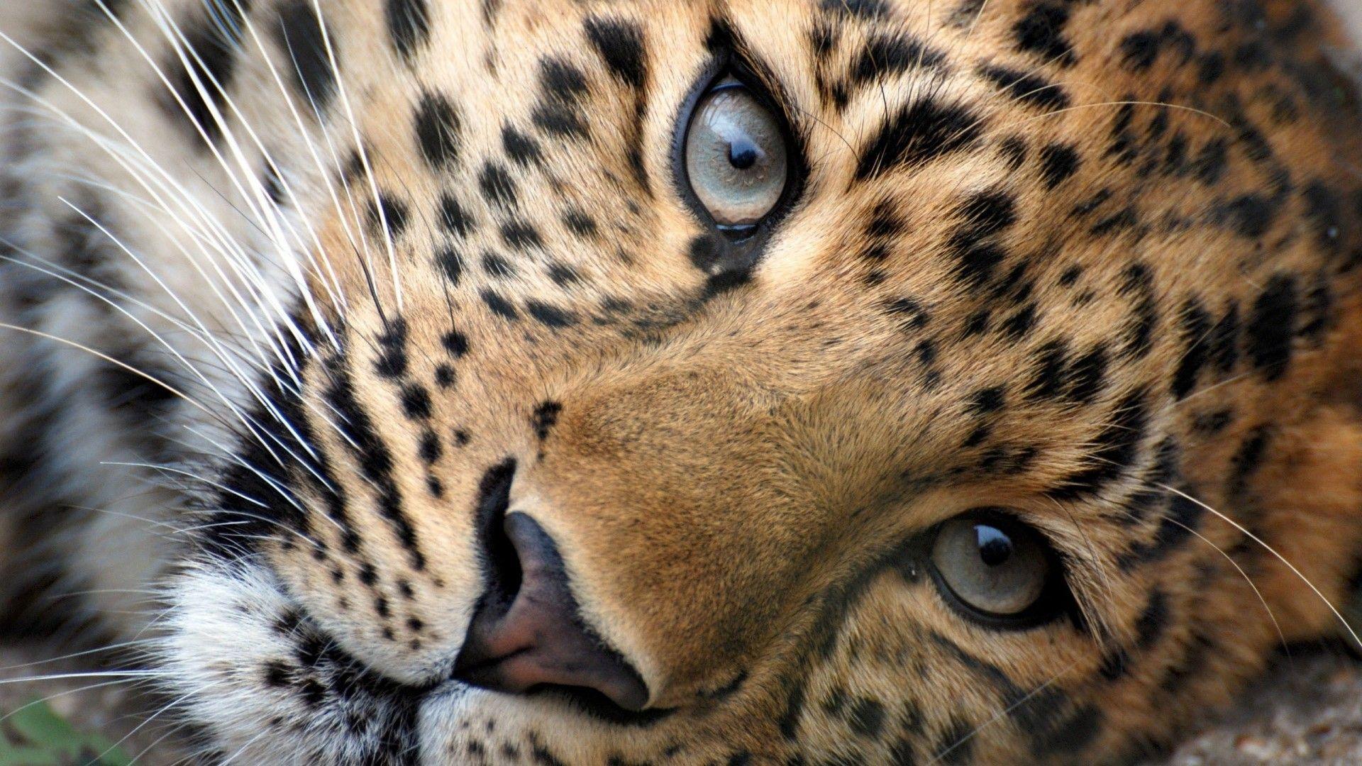 1920x1080 Big Cats Wallpaper