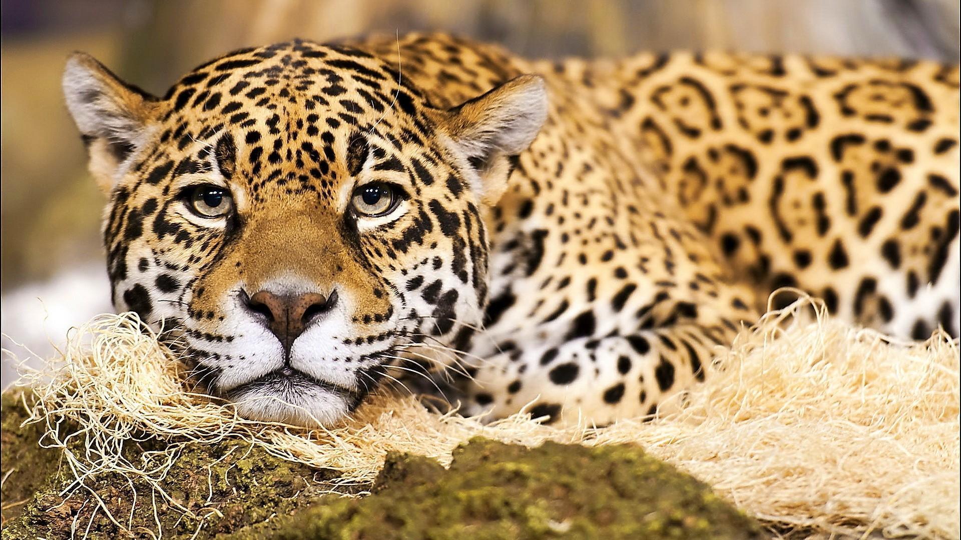 1920x1080 Jaguar Big Cat HD desktop wallpaper : Widescreen : High