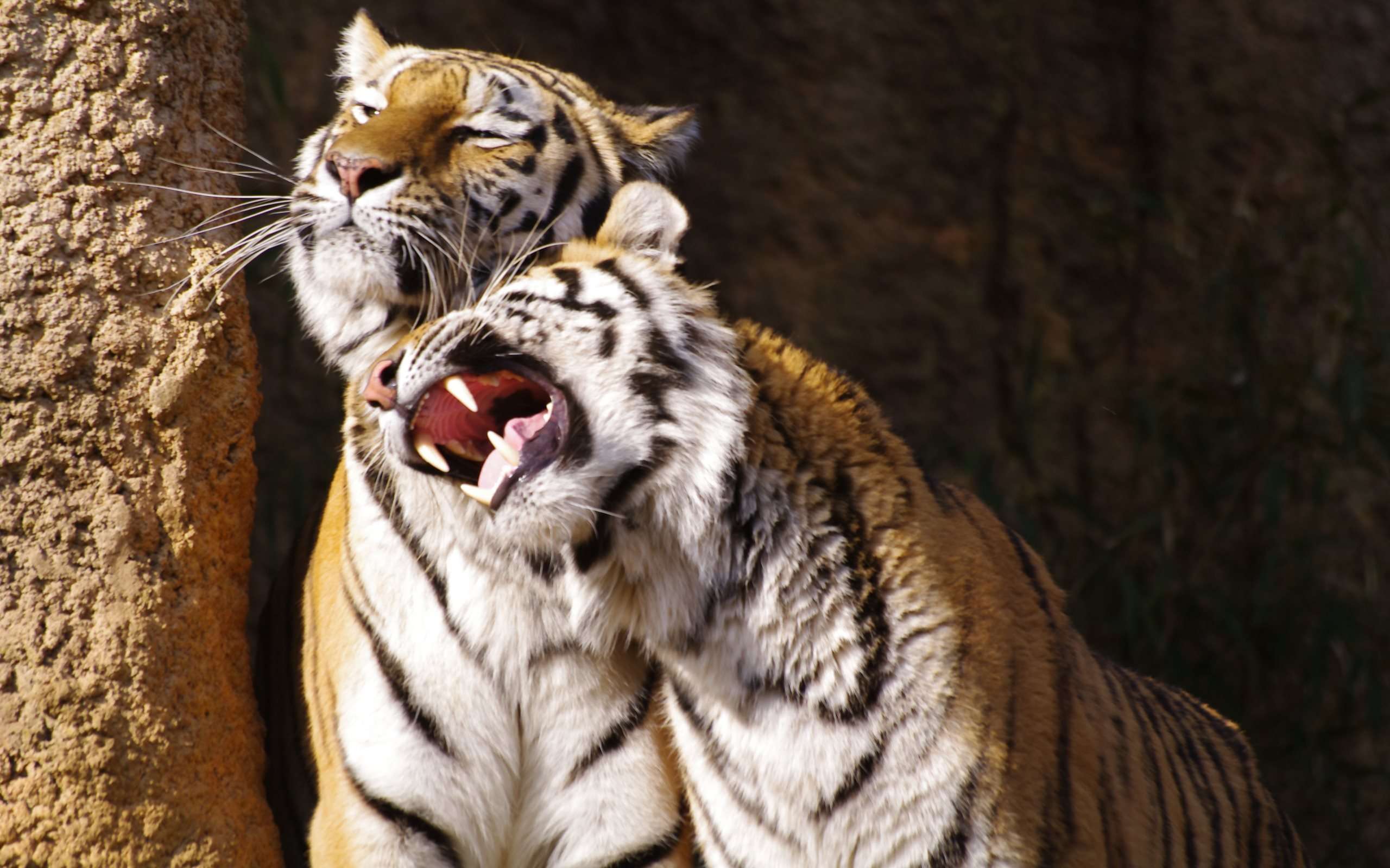 2560x1600 Large Wild Cats Desktop Wallpaper at