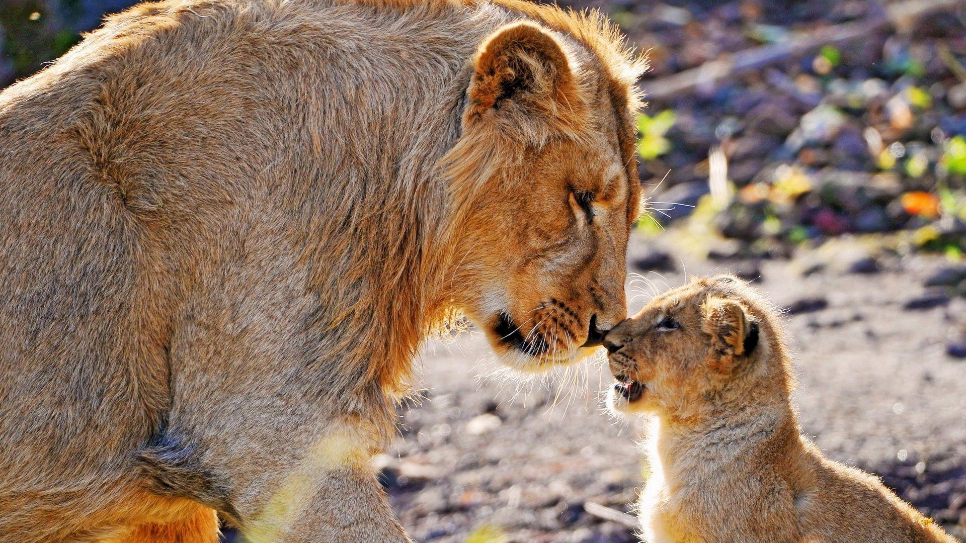 1920x1080 Download wallpaper 1920x1080 lion, cub, caring, tender, big