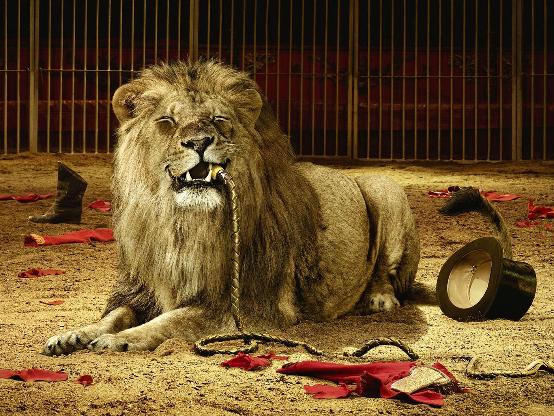 1920x1440 Circus Lion Wallpaper Big Cats Animals Wallpaper in jpg format