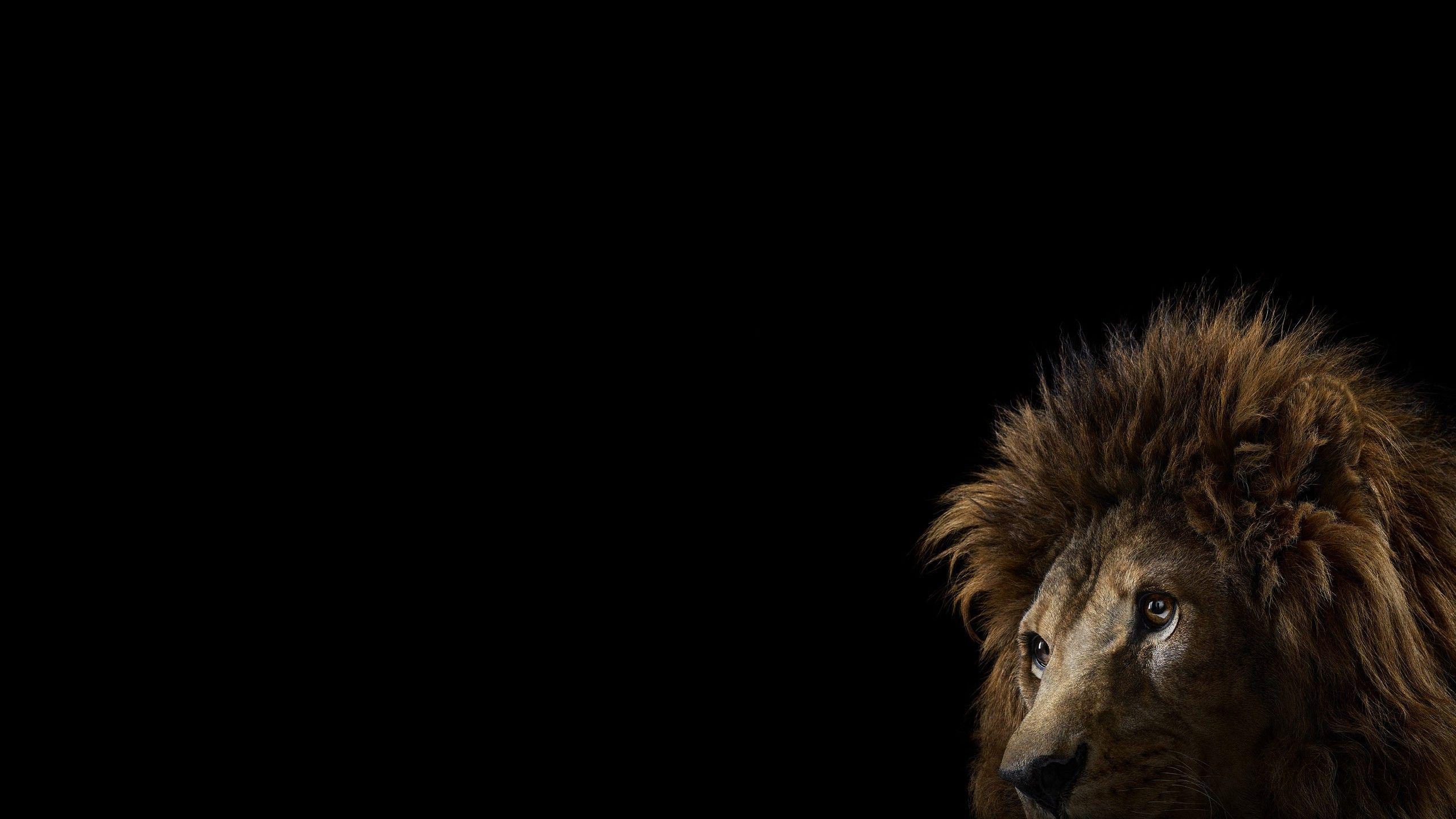 2560x1440 photography mammals cat lion simple background big cats