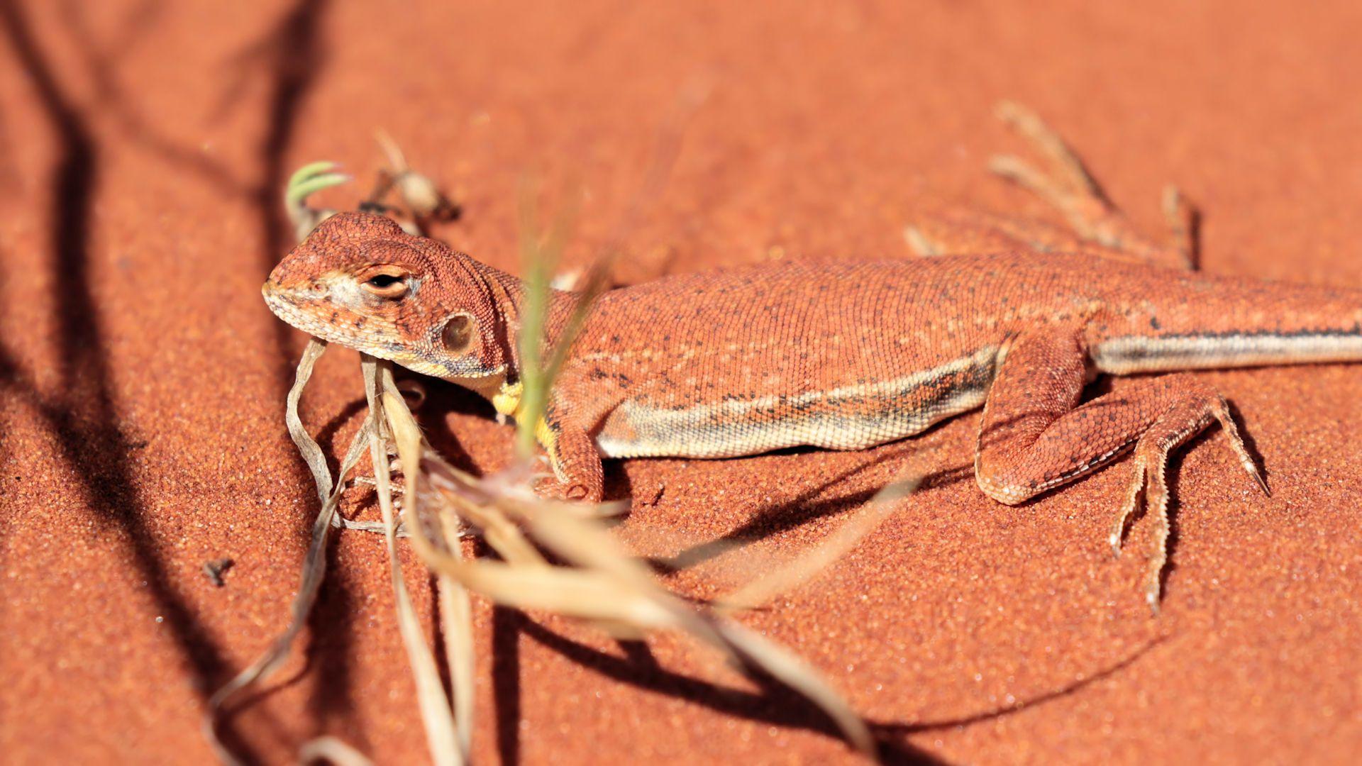 1920x1080 Long Tailed Sand Dragon [Bushpea 1 2]