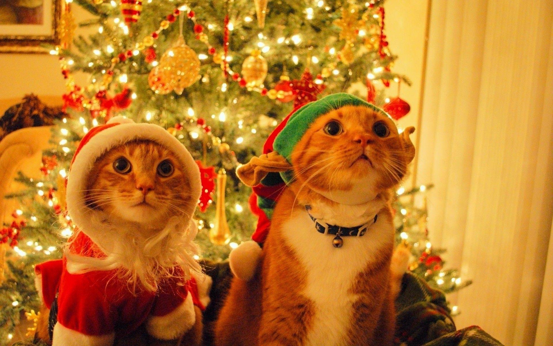 1920x1200 Christmas Cat Wallpaper Y.