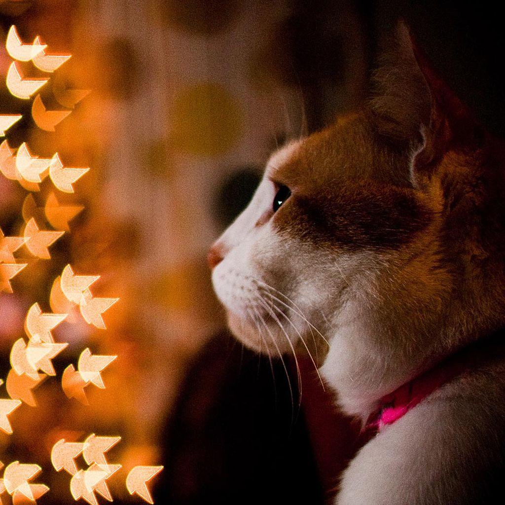 1024x1024 Free download Download Christmas Pets iPad Wallpaper