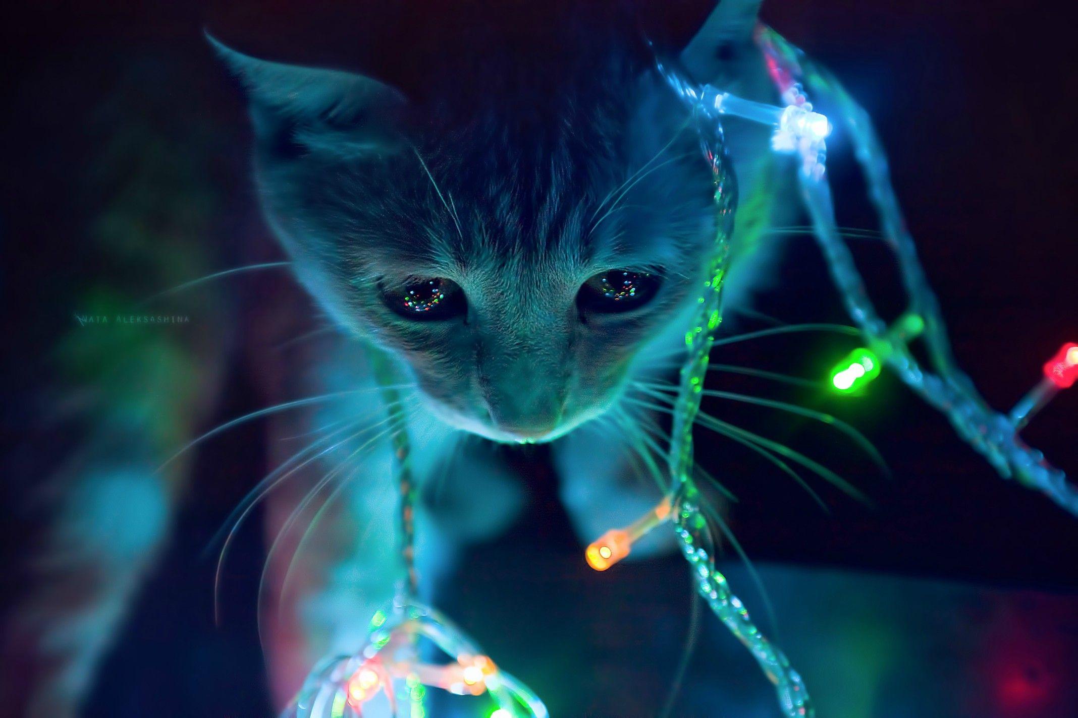 2136x1424 Cat with Christmas Lights [2136x1424]: wallpaper