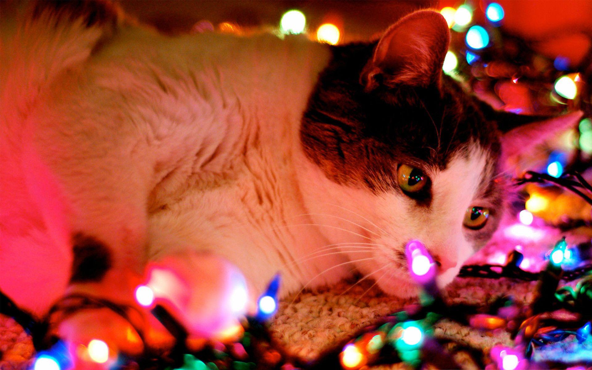1920x1200 Christmas Wallpaper with Cats