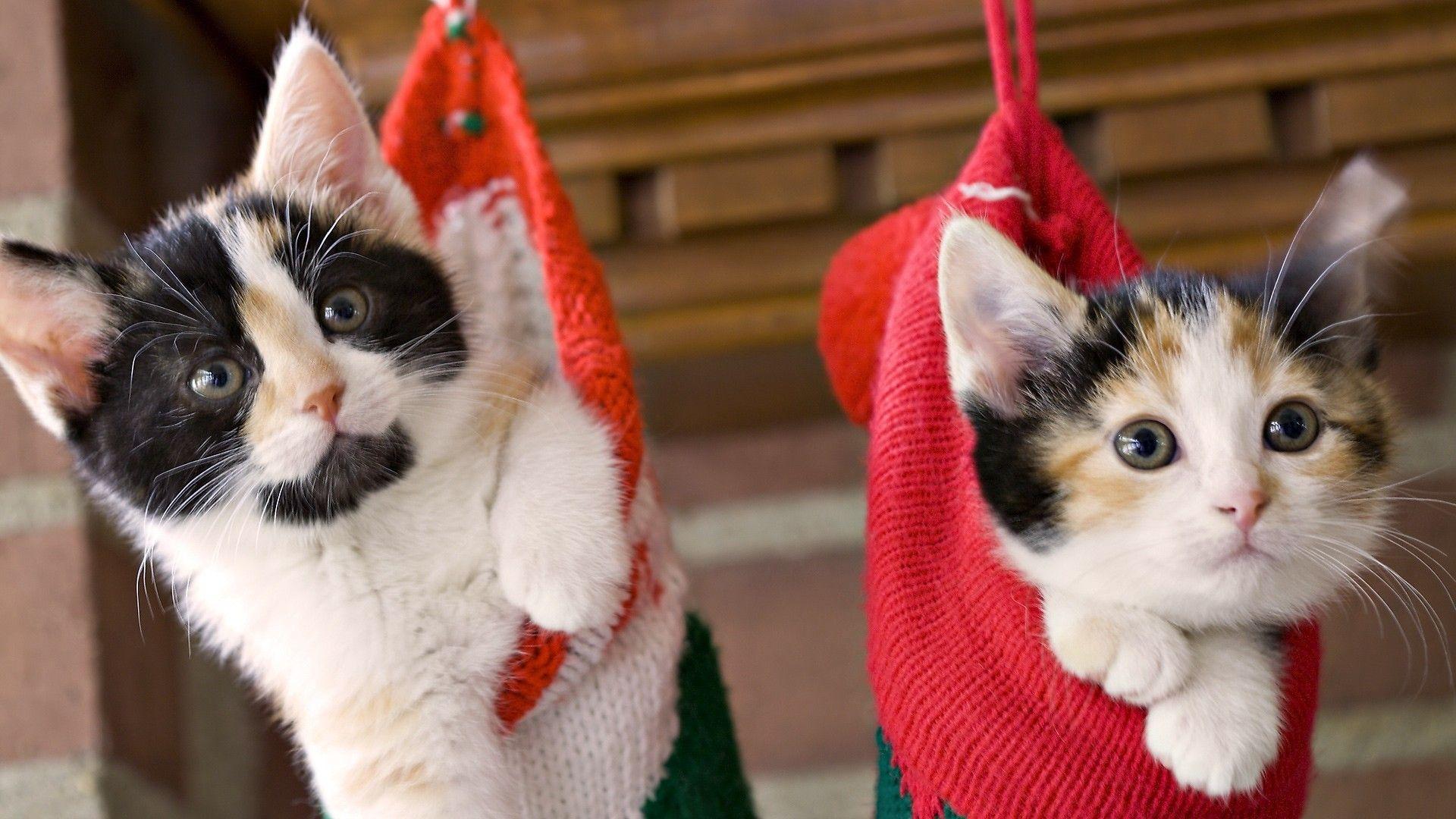 1920x1080 Christmas Cat Wallpaper