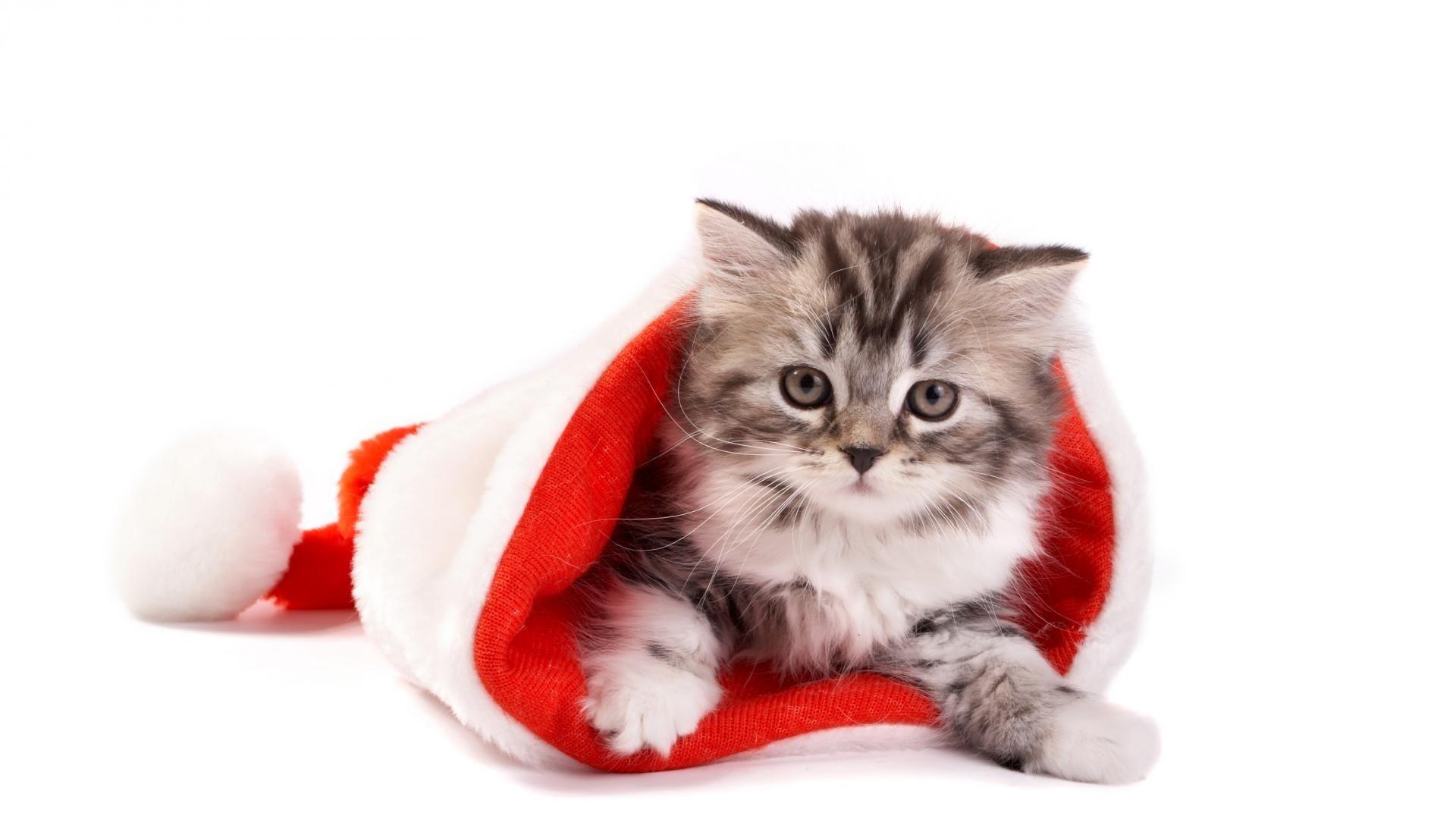 1920x1080 Christmas Cats, Pics, Picture, Photo, Image