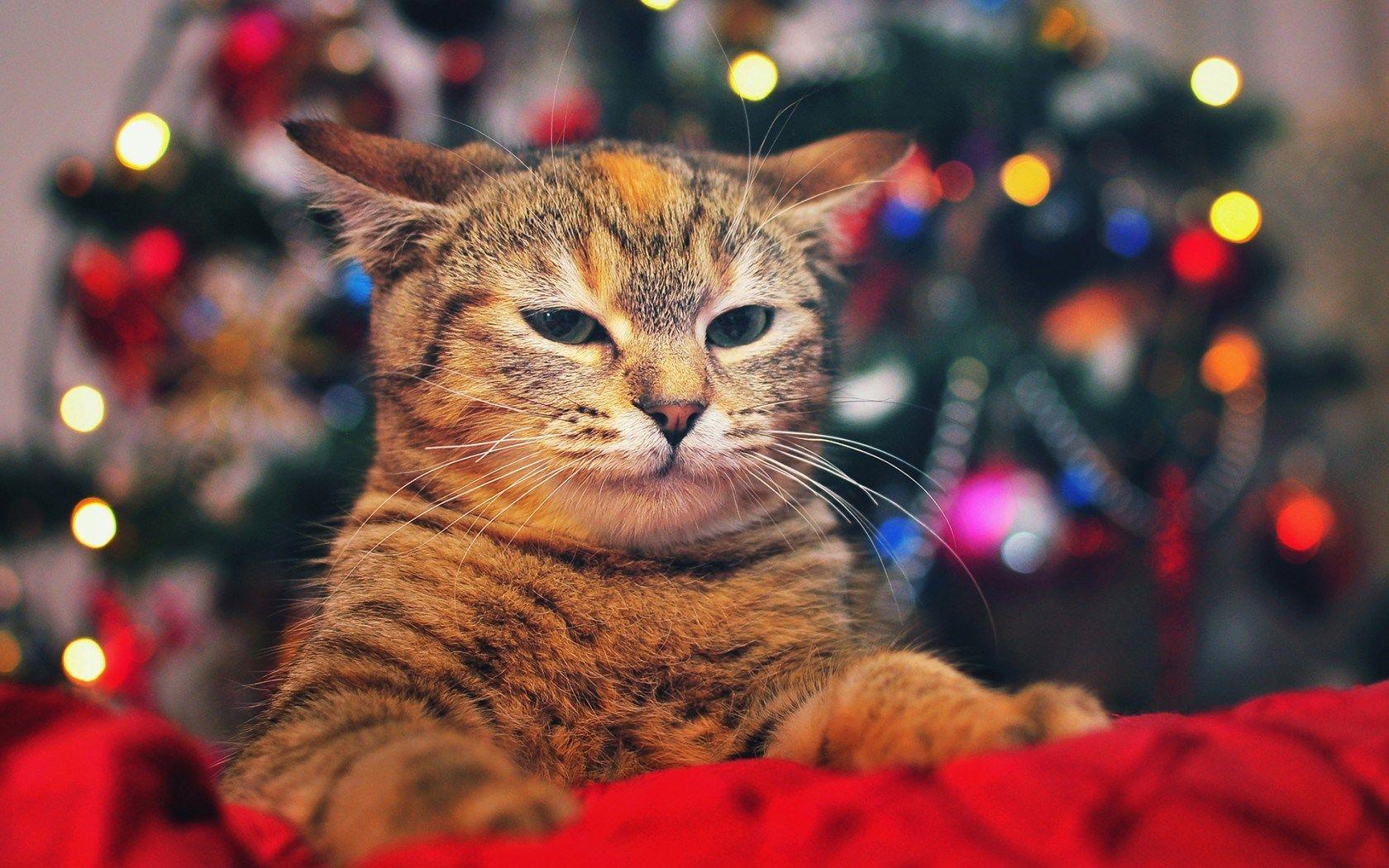 1680x1050 Cat Christmas Tree Lights