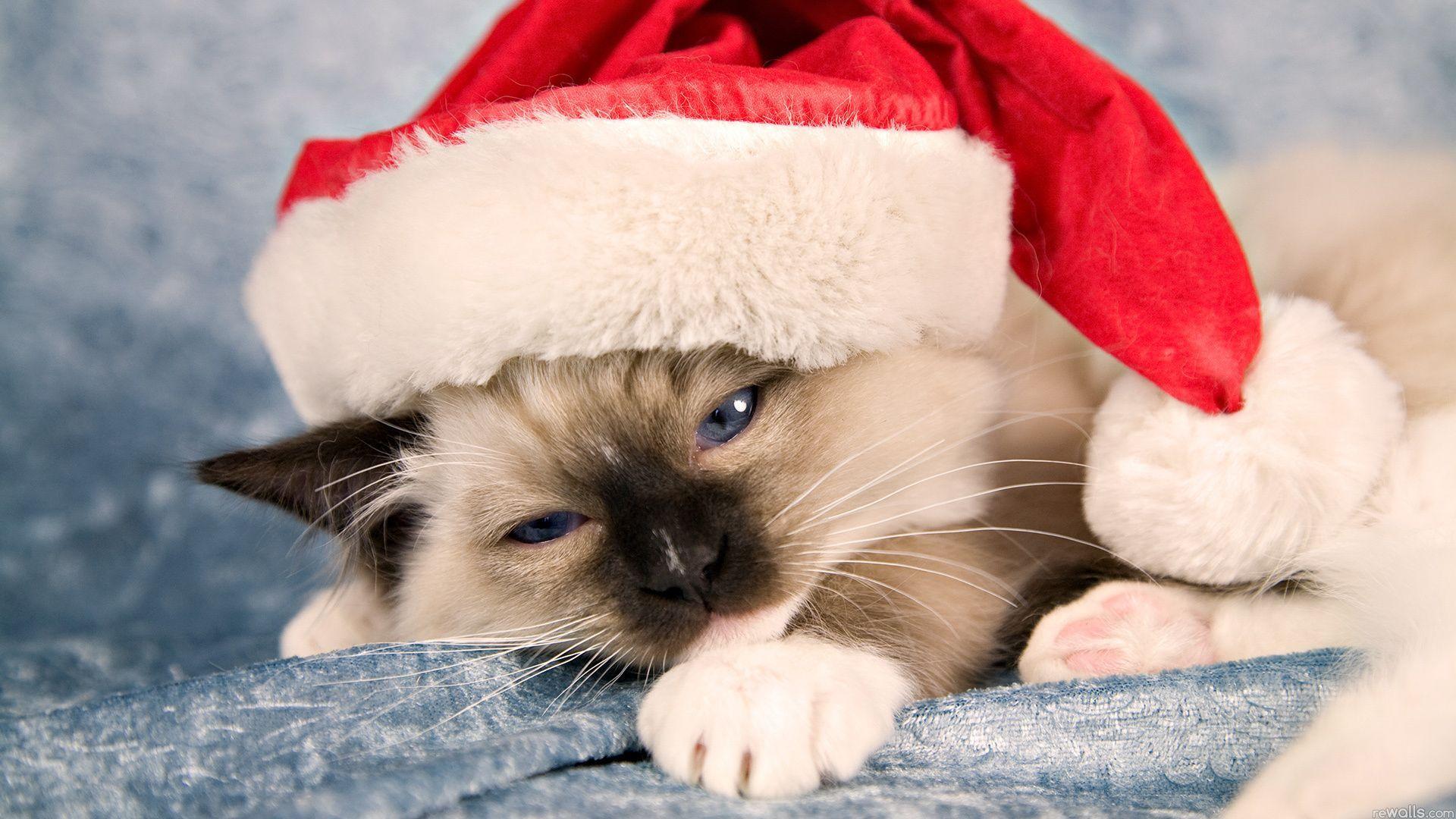 1920x1080 Christmas Cat wallpaper free. CHRISTmas. Funny cat