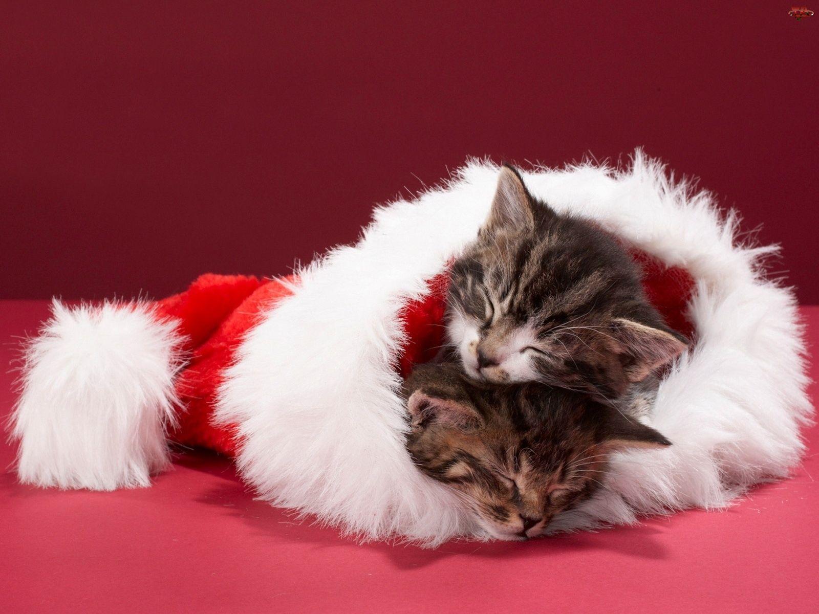 1600x1200 Free Christmas Wallpaper with Cats