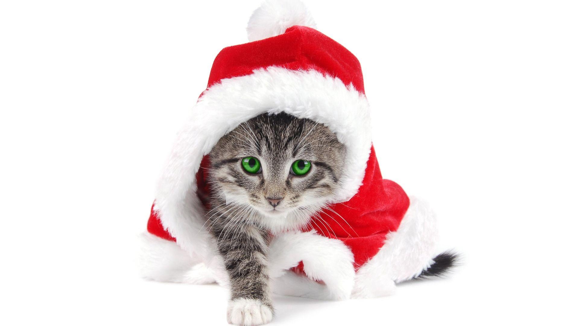 1920x1080 Christmas Cats HD Wallpaper