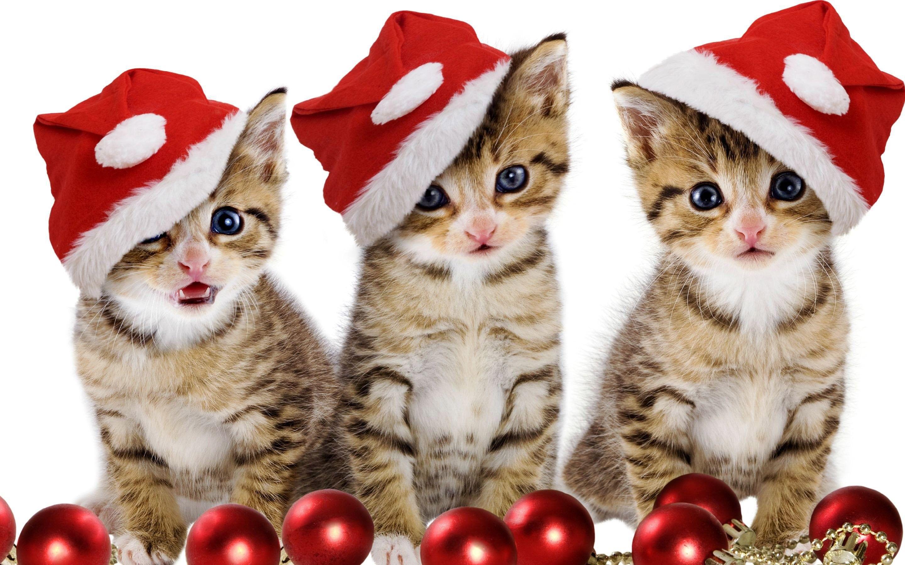 2880x1800 Christmas Kitten Wallpaper