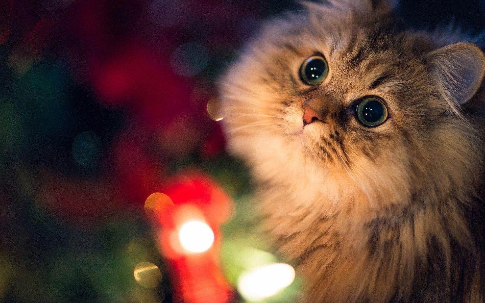 1920x1200 Christmas Animal Wallpaper