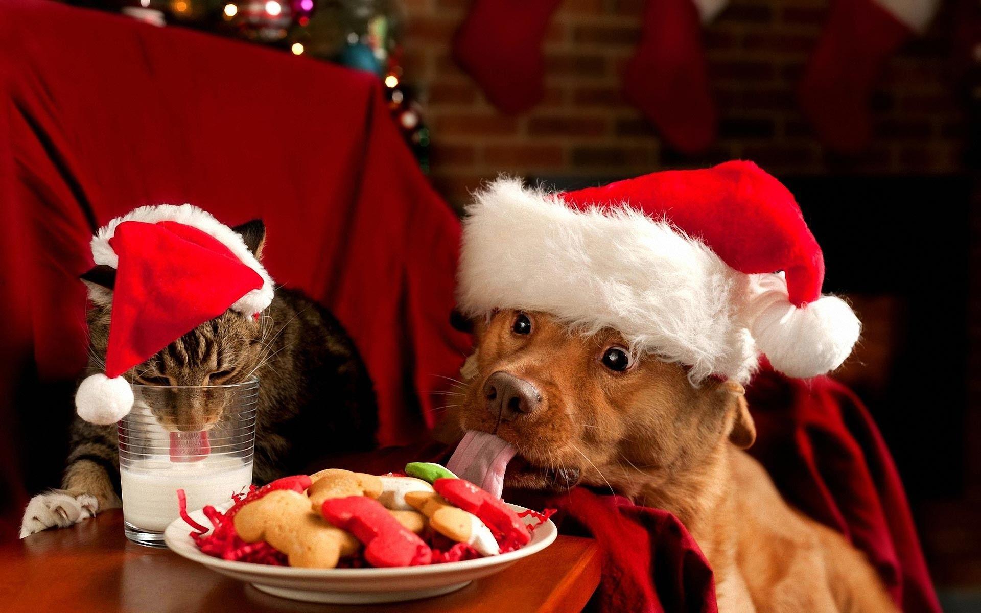 1920x1200 Christmas Cat Wallpaper background picture