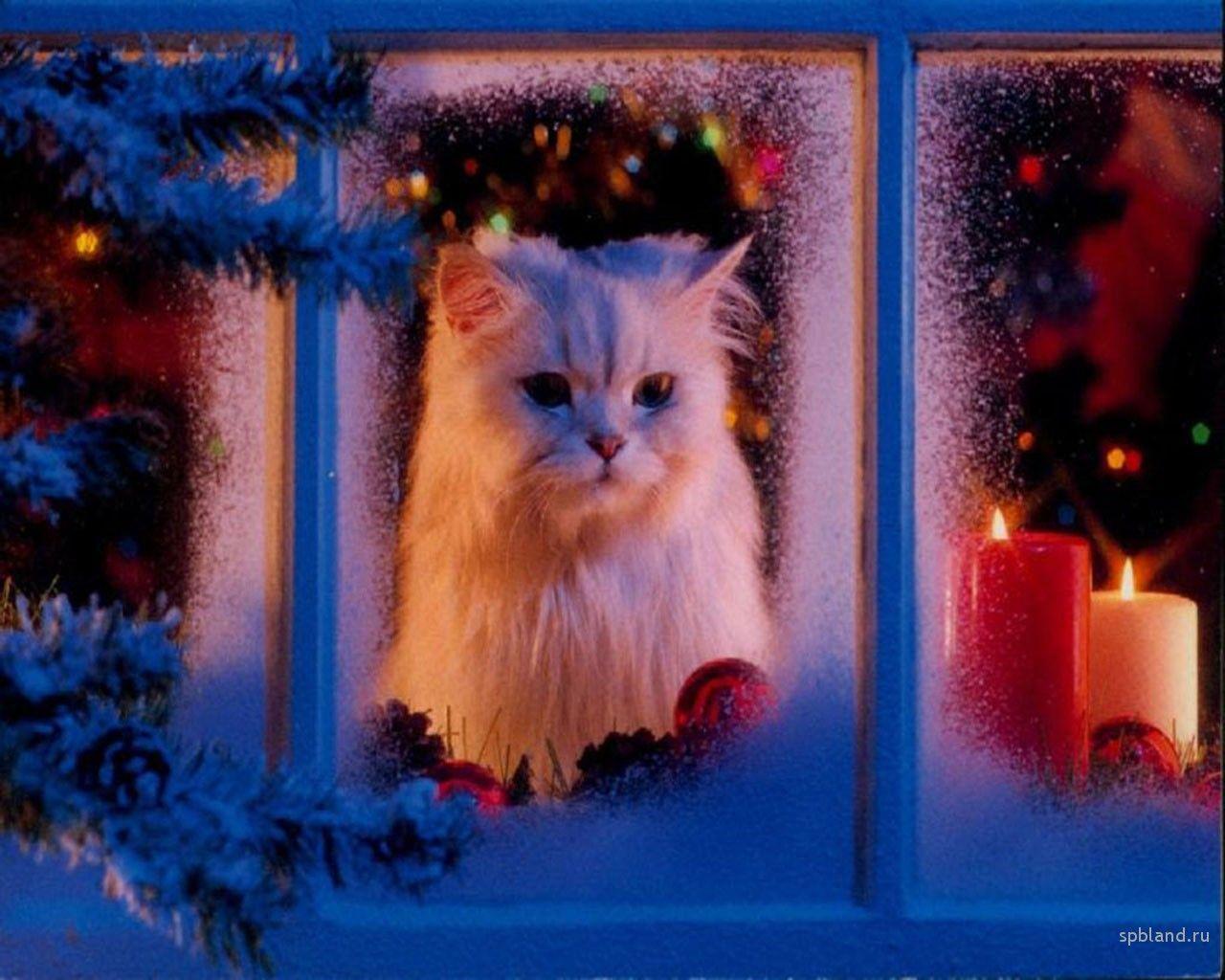 1280x1024 Cute Christmas Cats