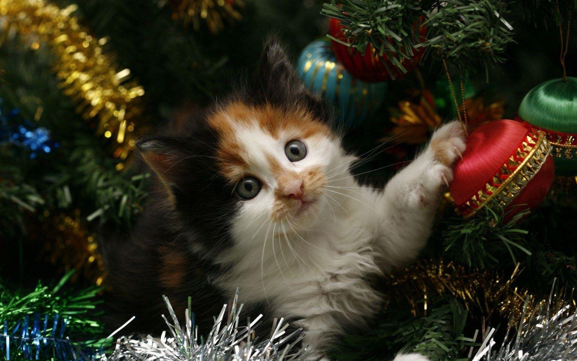 1920x1200 Picture Of Christmas Wallpaper