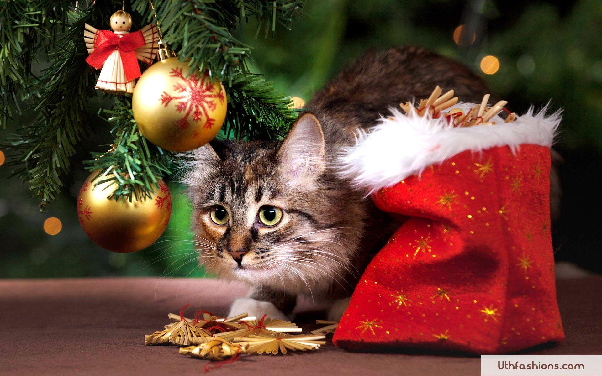 1920x1200 free christmas wallpaper with cats