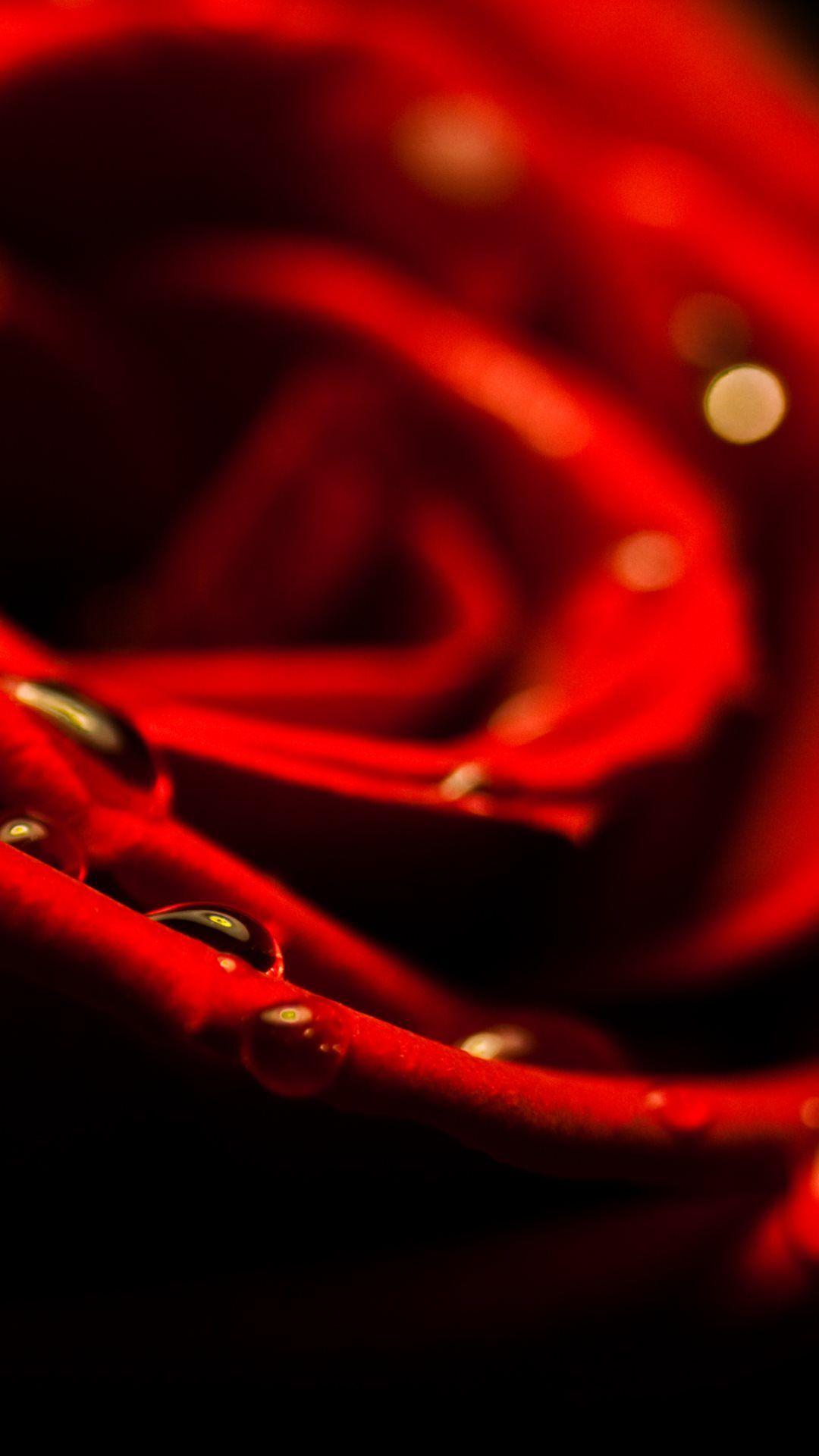 1080x1920 Red Rose Closeup Valentines Day iPhone 6 Plus HD Wallpaper